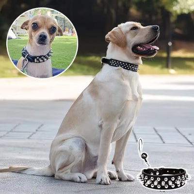 Collier pour chien à clous style rock