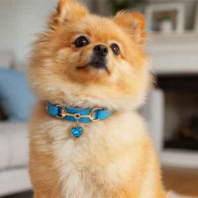 Collier Chiot | Résistant et Confortable