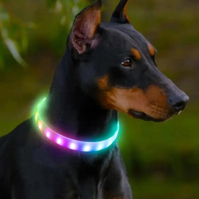 Collier pour chien doux lumineux