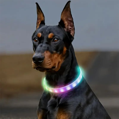 Collier pour chien lumineux