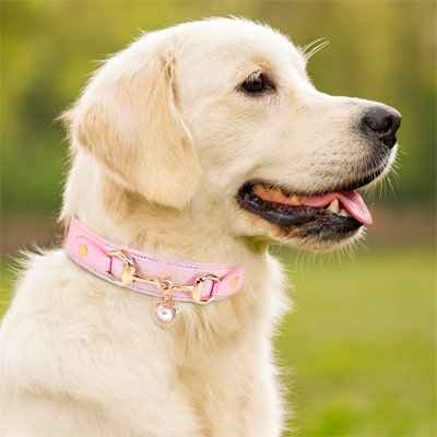 Collier Chiot | Résistant et Confortable