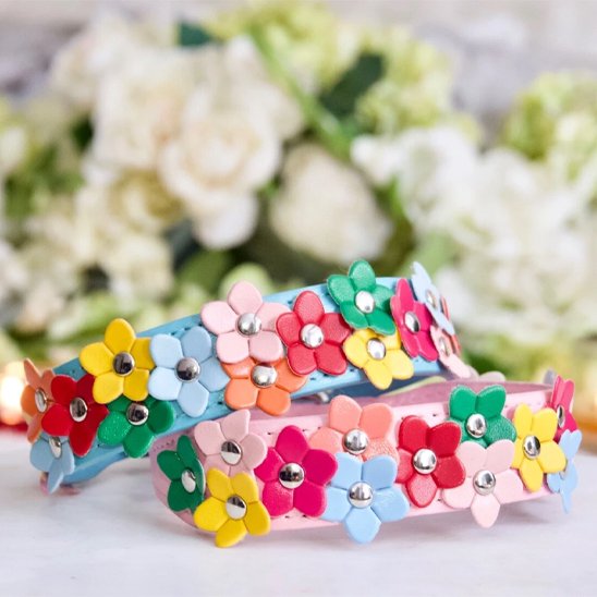 Collier pour chien multicolore