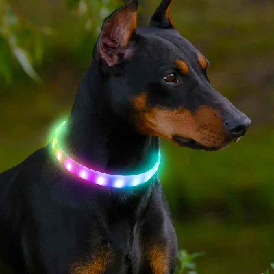 collier pour chien multicouleur