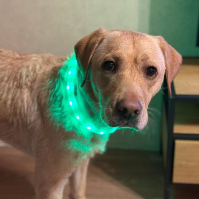 Collier pour chien rechargeable