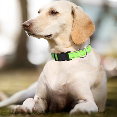 Collier pour chien réfléchissant en couleur verte