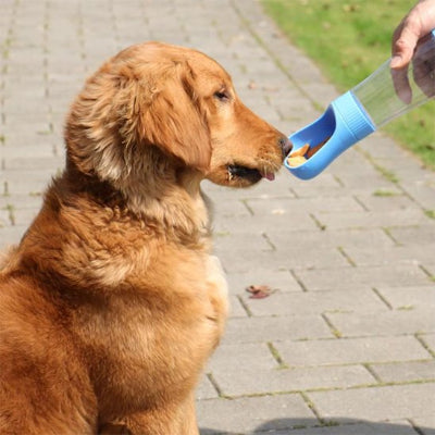 Gourde chien bleu