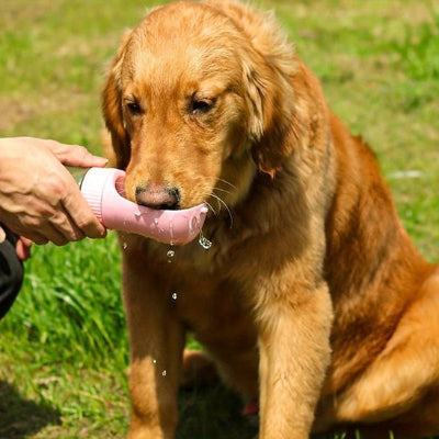 gourde chien et bol aliment