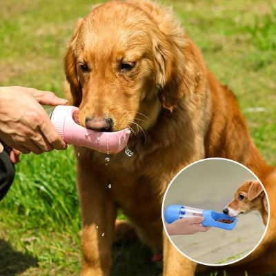 Gourde chien plein air