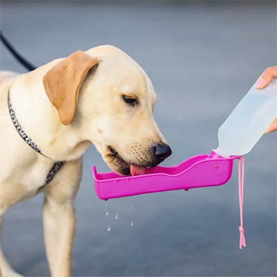 gourde chien rose  sans pba