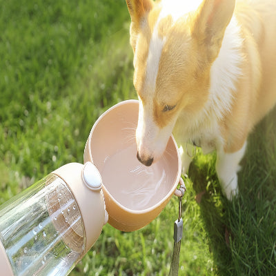 gourde pour chien haute qualite fontaine eau