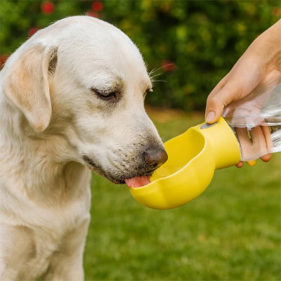 gourde pour chien pratique