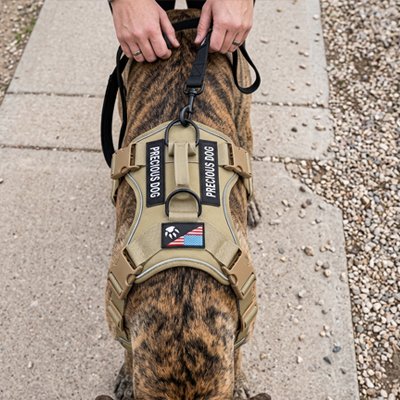 Harnais anti traction pour chien gros