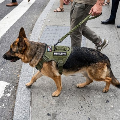 Harnais anti traction pour chien robuste