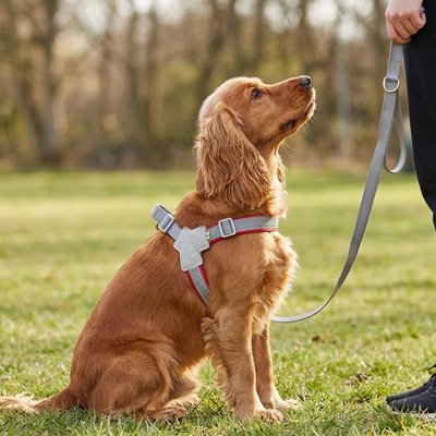 Harnais chien anti traction