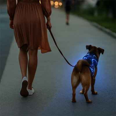 Harnais chien balade nocturne 