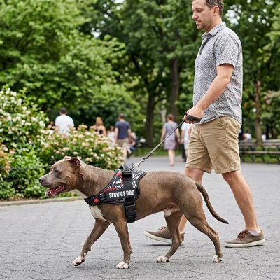 Harnais chien sécuritaire contrôle immédiat