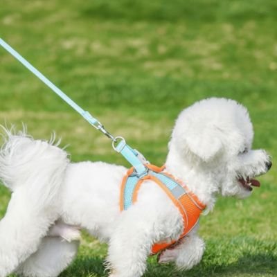 Harnais chiot avec laisse anti traction