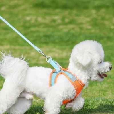 Harnais chiot avec laisse anti traction