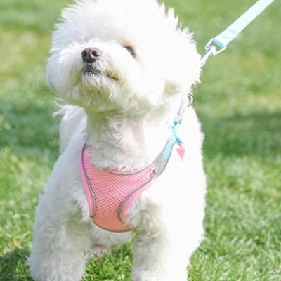 Harnais chiot avec laisse gilet ajustable 