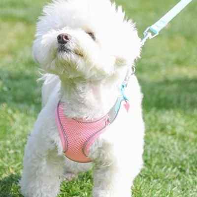 Harnais chiot avec laisse gilet ajustable 