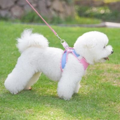 Harnais chiot avec laisse gilet doux