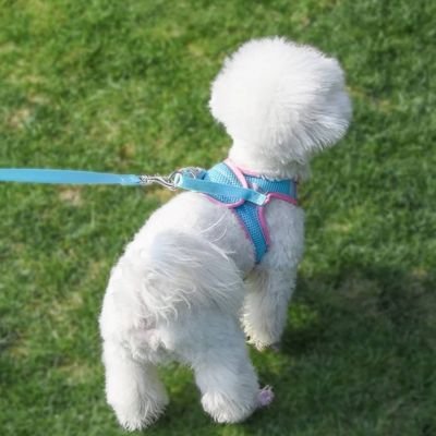 Harnais chiot avec laisse gilet réglable