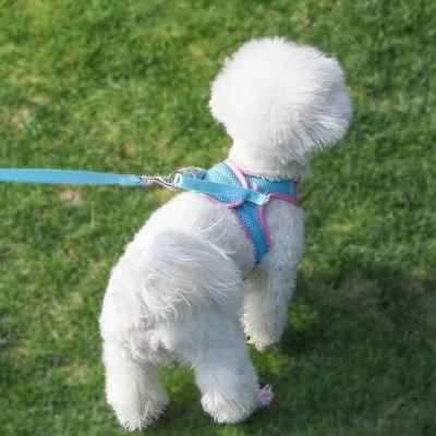 Harnais chiot avec laisse gilet réglable