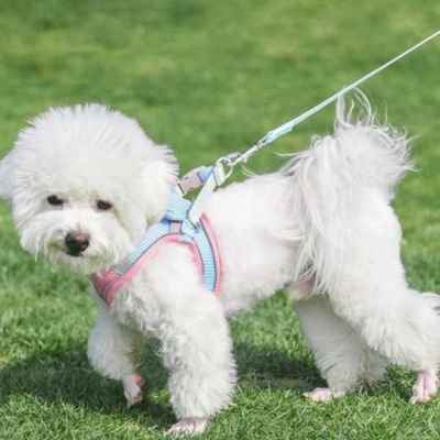 Harnais chiot avec laisse sans tiraillement  
