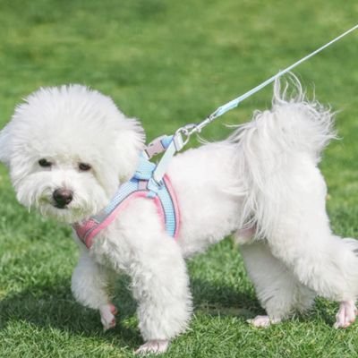 Harnais chiot avec laisse sans tiraillement  