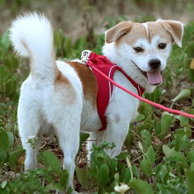 Harnais chiot durable