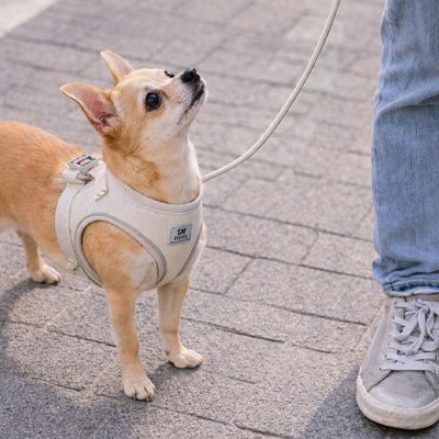 Harnais chiot reglable