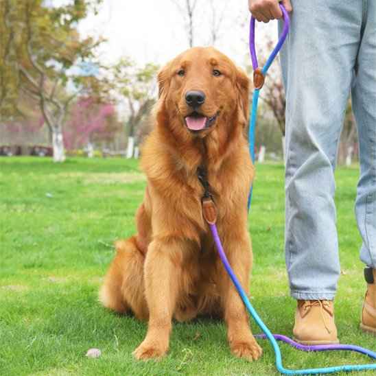 harnais de poitrine pour chien avec laisse securitaire