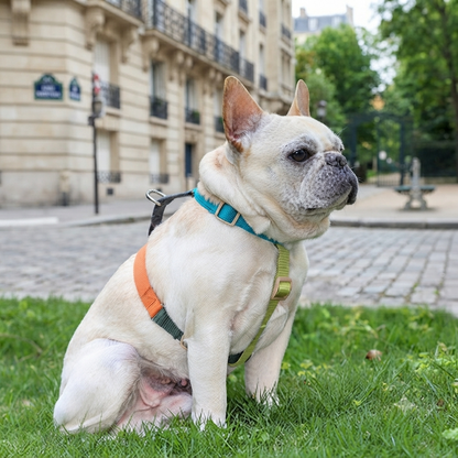 harnais en H pour chien vue complète sangle ajustée