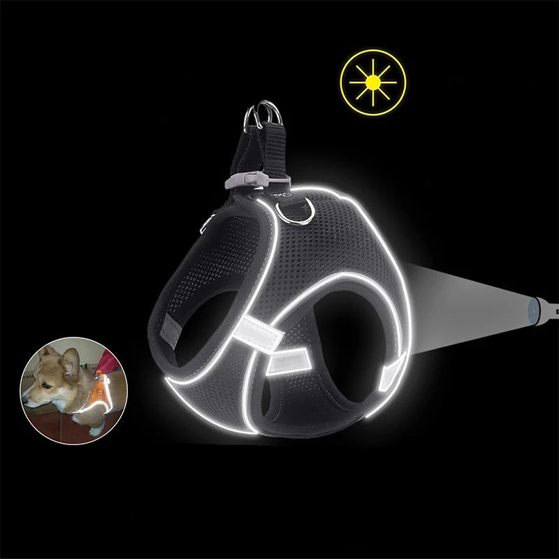 harnais petit chien SafePaw visibilité nocturne