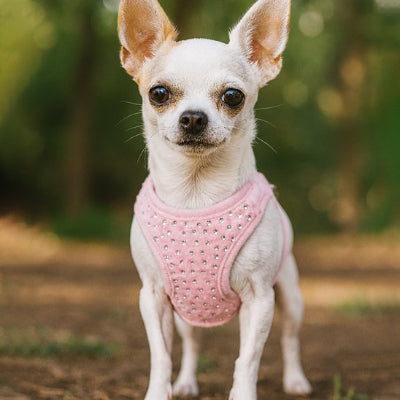 Harnais petit chien ajustable