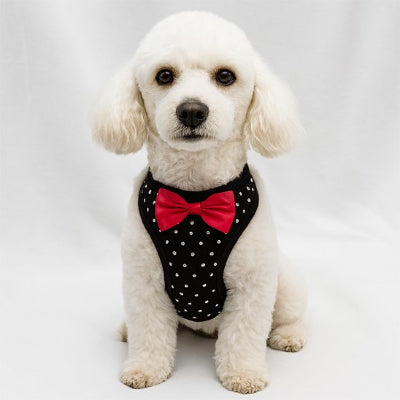 Harnais petit chien mignon