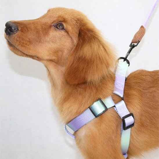 Harnais pour chien | Confort Anti-Traction