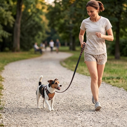 harnais pour chien en y en balade active
