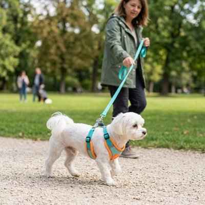 harnais pour chien taille moyenne et petite en bleu