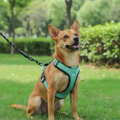 Harnais pour petit Chien | Gilet Sécurisé Sans Traction