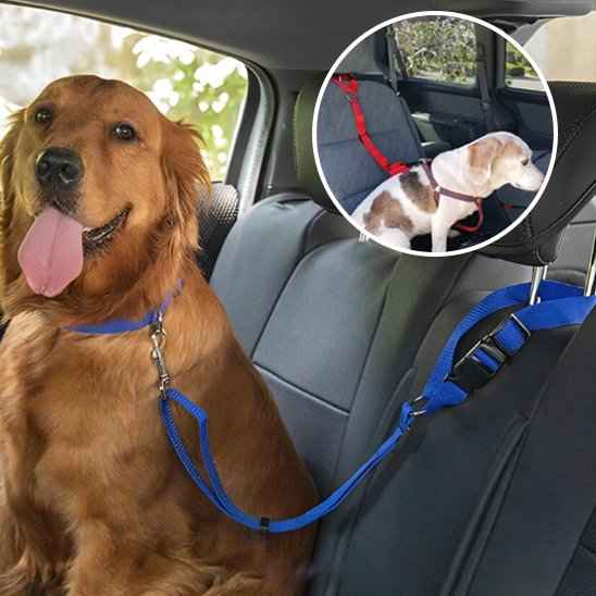 Laisse chien | Confort Securite