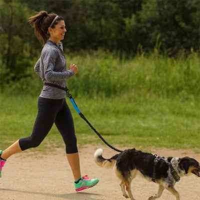 Laisse chien main libre | Confort Optimal