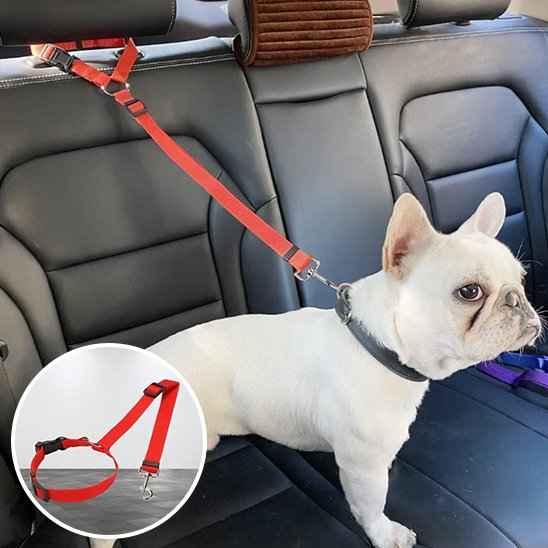 Laisse chien | Confort Securite