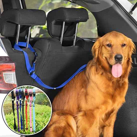 Laisse chien | Confort Securite