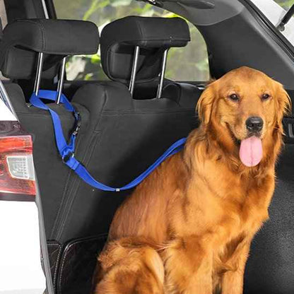 Laisse chien | Confort Securite
