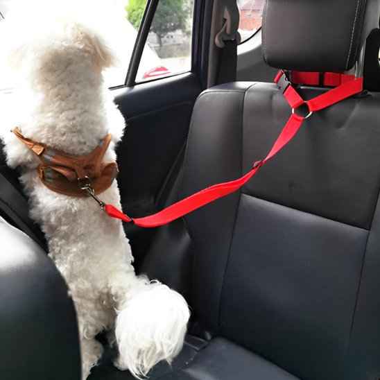 Laisse chien | Confort Securite