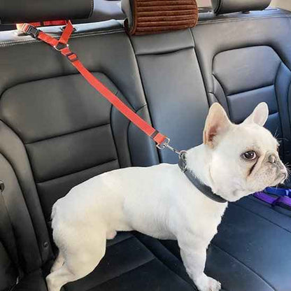 Laisse chien | Confort Securite