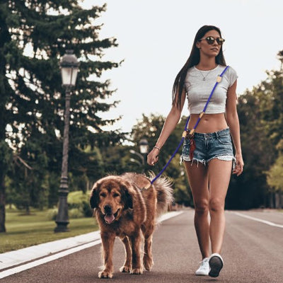 Laisse double pour chien main libre