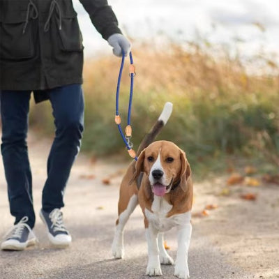Laisse double pour chien reglable