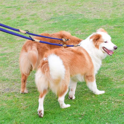 Laisse double pour chien resistante